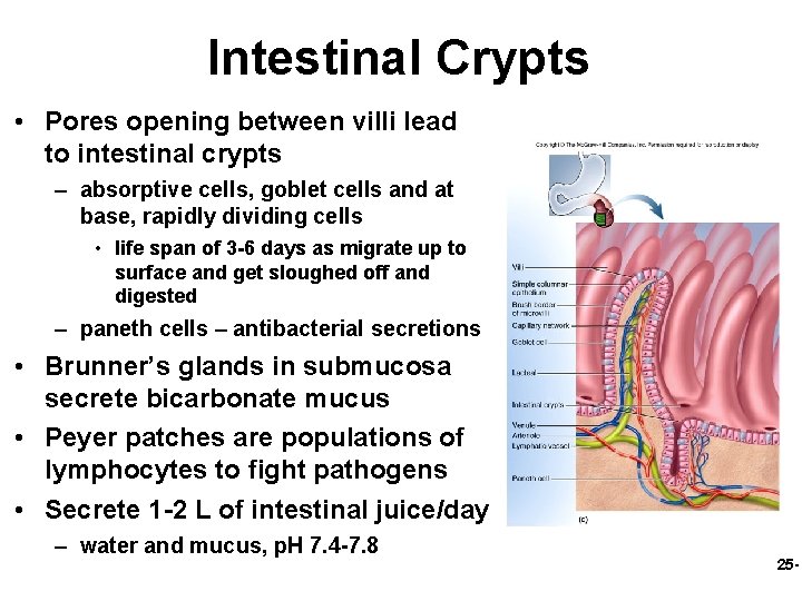 Intestinal Crypts • Pores opening between villi lead to intestinal crypts – absorptive cells,