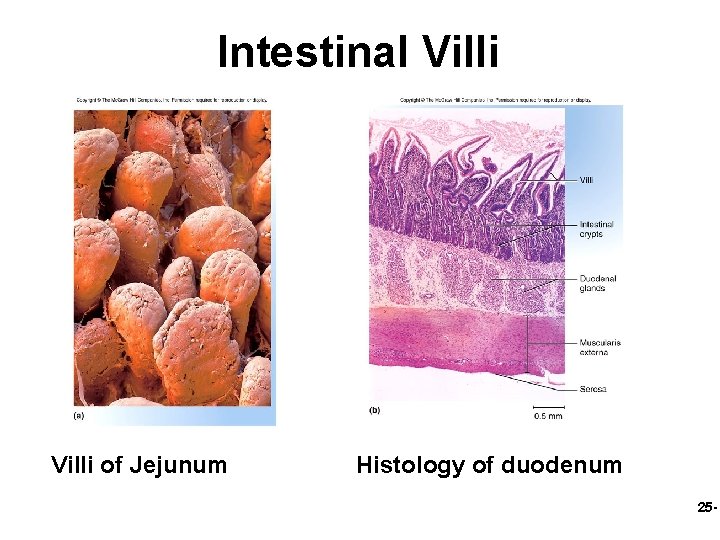 Intestinal Villi of Jejunum Histology of duodenum 25 - 