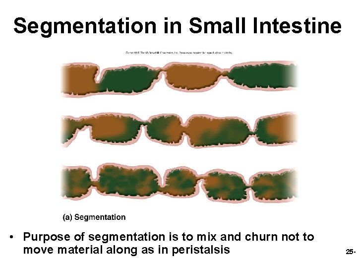 Segmentation in Small Intestine • Purpose of segmentation is to mix and churn not