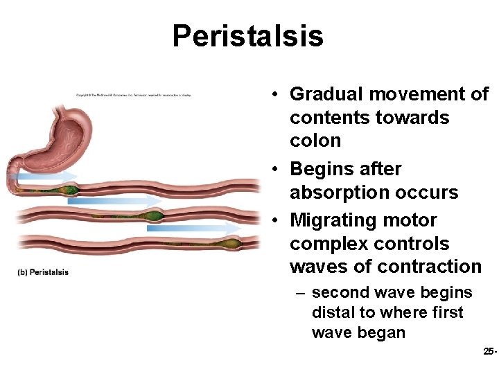 Peristalsis • Gradual movement of contents towards colon • Begins after absorption occurs •