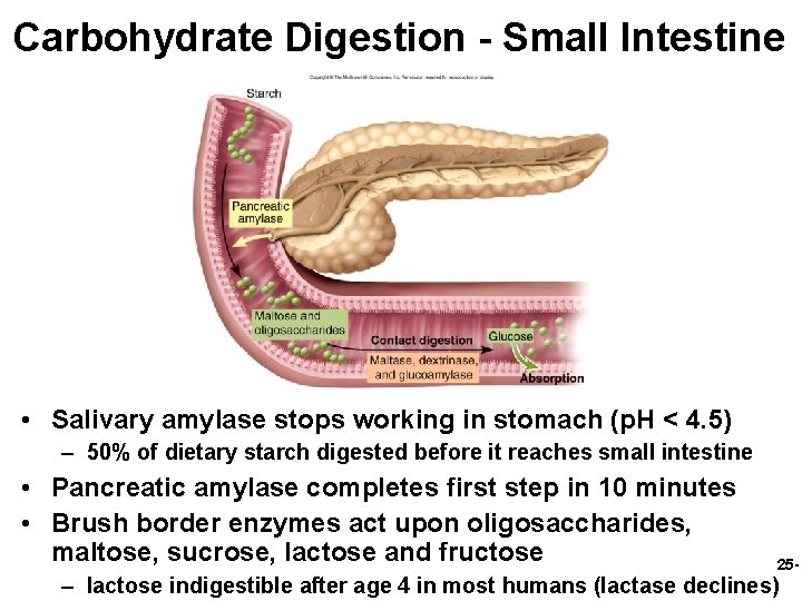 Carbohydrate Digestion - Small Intestine • Salivary amylase stops working in stomach (p. H