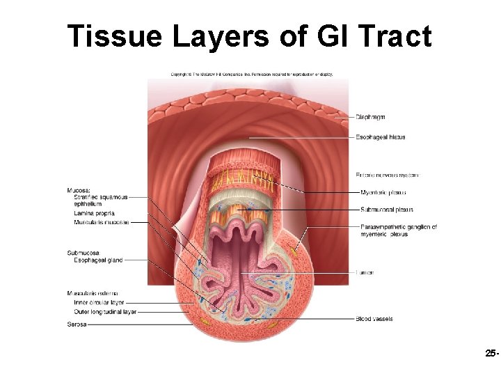 Tissue Layers of GI Tract 25 - 