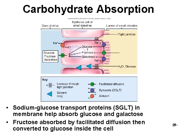 Carbohydrate Absorption • Sodium-glucose transport proteins (SGLT) in membrane help absorb glucose and galactose