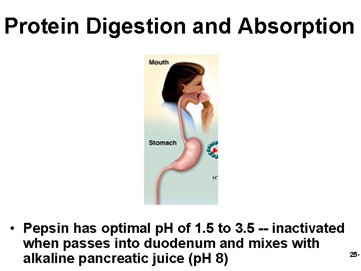 Protein Digestion and Absorption • Pepsin has optimal p. H of 1. 5 to