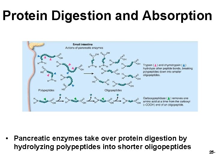 Protein Digestion and Absorption • Pancreatic enzymes take over protein digestion by hydrolyzing polypeptides
