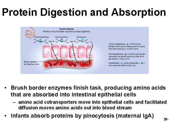 Protein Digestion and Absorption • Brush border enzymes finish task, producing amino acids that