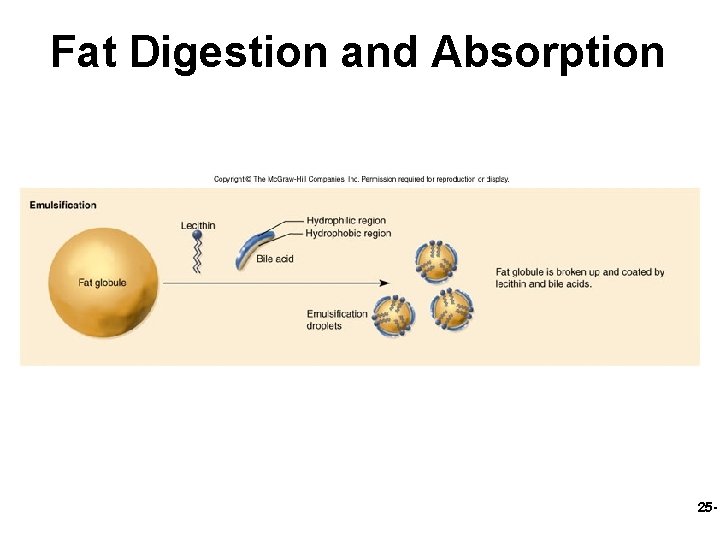 Fat Digestion and Absorption 25 - 