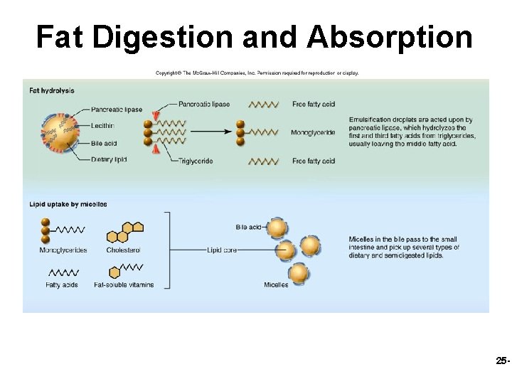 Fat Digestion and Absorption 25 - 