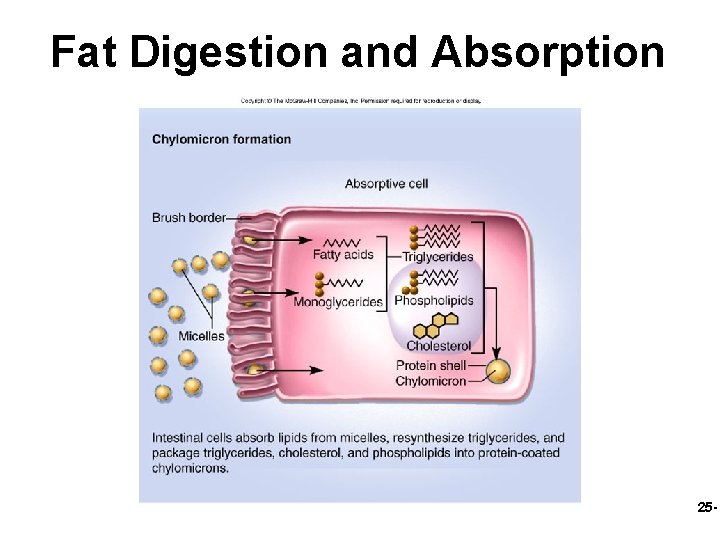 Fat Digestion and Absorption 25 - 