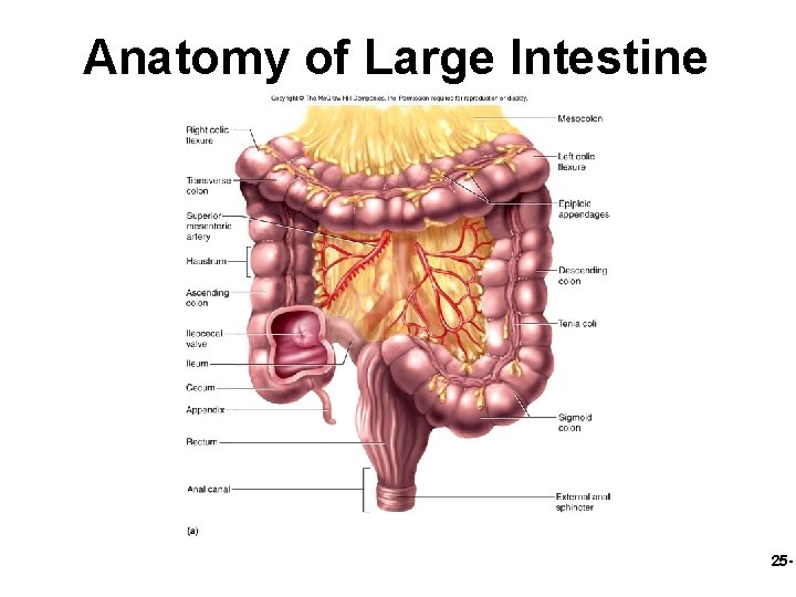 Anatomy of Large Intestine 25 - 
