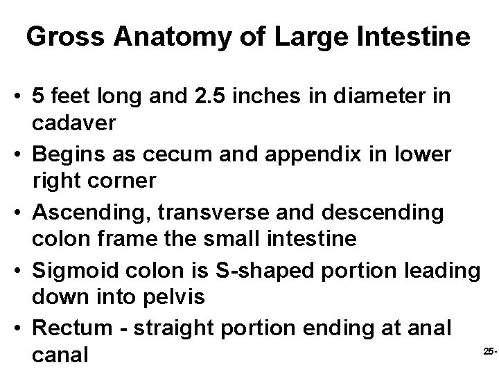 Gross Anatomy of Large Intestine • 5 feet long and 2. 5 inches in