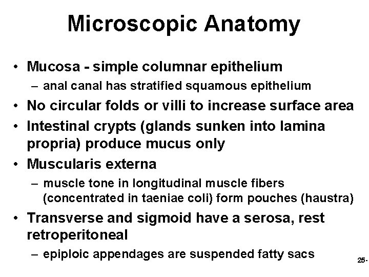 Microscopic Anatomy • Mucosa - simple columnar epithelium – anal canal has stratified squamous