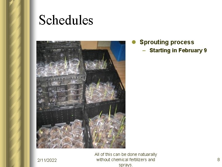 Schedules l Sprouting process – Starting in February 9 2/11/2022 All of this can