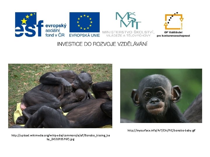 http: //inyourface. info/Ar. T/Chi/Pi. C/bonobo-baby. gif http: //upload. wikimedia. org/wikipedia/commons/a/a 7/Bonobo_kissing_ba by_(4530705767). jpg 
