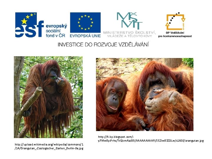 http: //upload. wikimedia. org/wikipedia/commons/1 /14/Orangutan_-Zoologischer_Garten_Berlin-8 a. jpg http: //4. bp. blogspot. com/y 7 Mw.