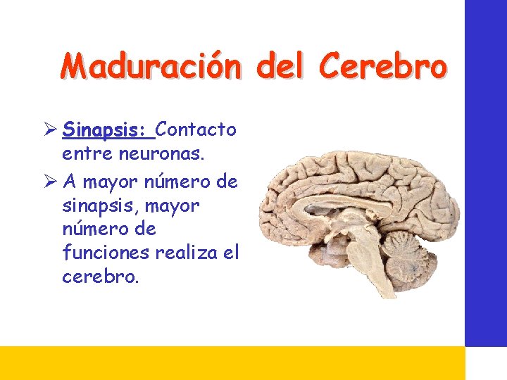 Maduración del Cerebro Ø Sinapsis: Contacto entre neuronas. Ø A mayor número de sinapsis,