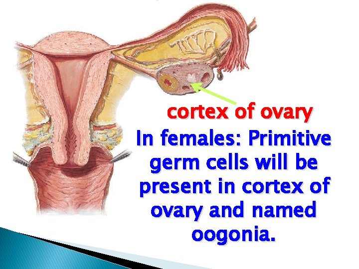 cortex of ovary In females: Primitive germ cells will be present in cortex of