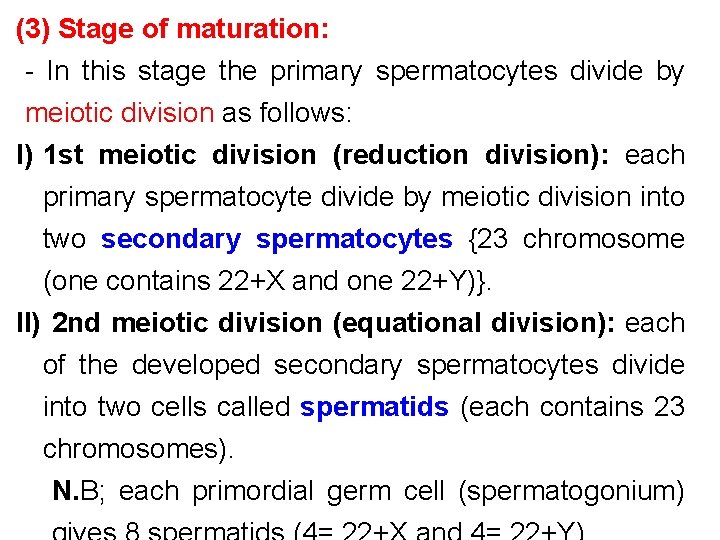 (3) Stage of maturation: - In this stage the primary spermatocytes divide by meiotic