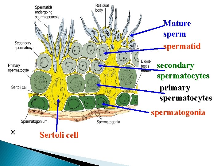 Mature spermatid secondary spermatocytes primary spermatocytes spermatogonia Sertoli cell 