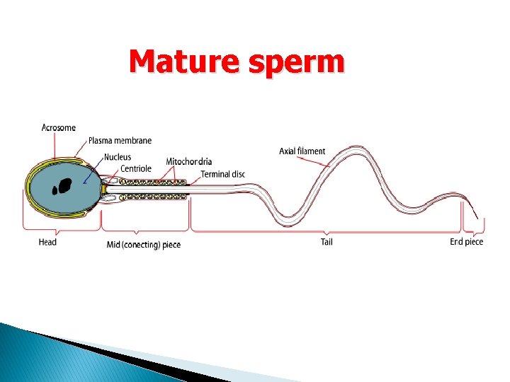 Mature sperm 