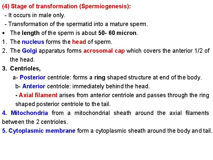 (4) Stage of transformation (Spermiogenesis): - It occurs in male only. - Transformation of
