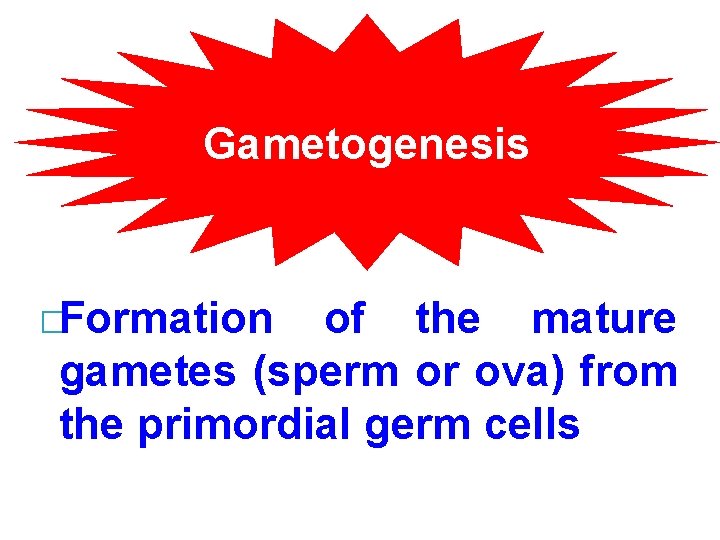 Gametogenesis �Formation of the mature gametes (sperm or ova) from the primordial germ cells