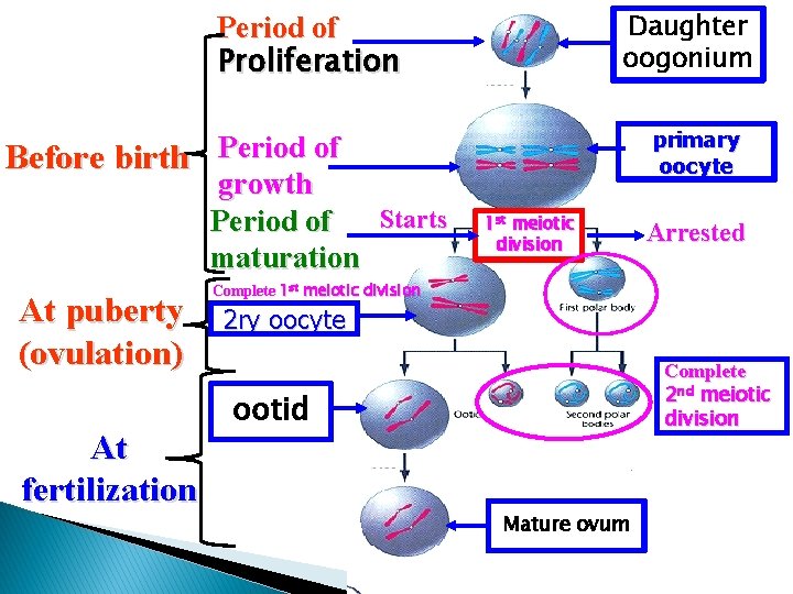 Daughter oogonium Period of Proliferation Before birth Period of growth Starts Period of maturation