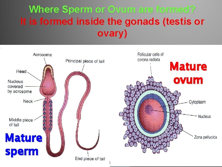 Where Sperm or Ovum are formed? It is formed inside the gonads (testis or