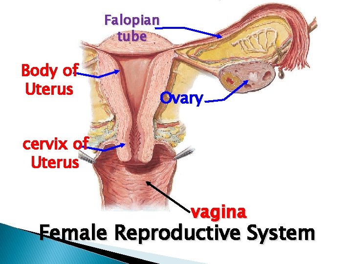 Falopian tube Body of Uterus Ovary cervix of Uterus vagina Female Reproductive System 