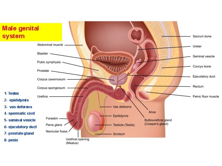 Male genital system 1 - Testes 2 - epididymis 3 - vas deferens 4