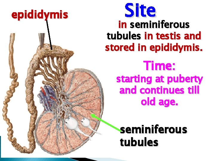 epididymis Site in seminiferous tubules in testis and stored in epididymis. Time: starting at