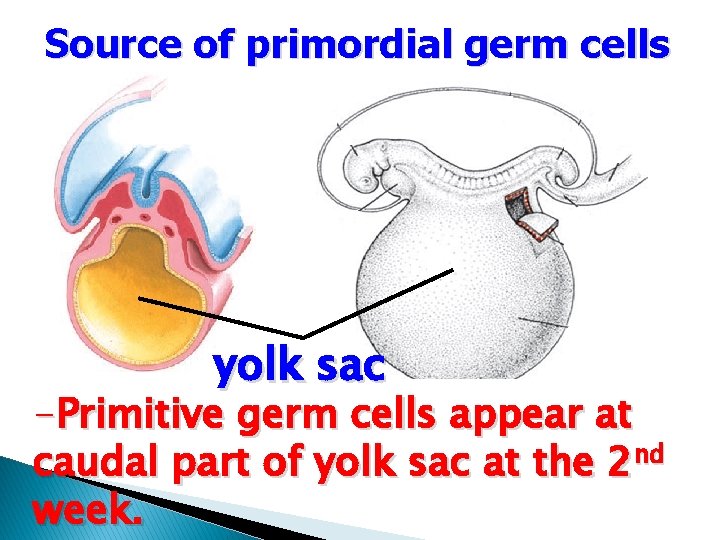 Source of primordial germ cells yolk sac -Primitive germ cells appear at caudal part
