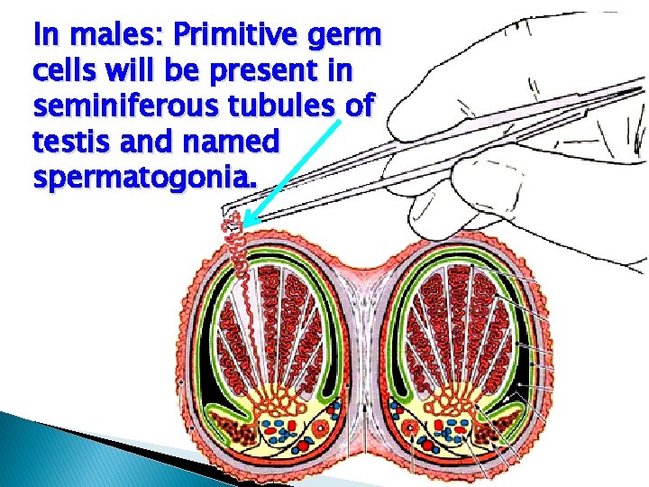 In males: Primitive germ cells will be present in seminiferous tubules of testis and