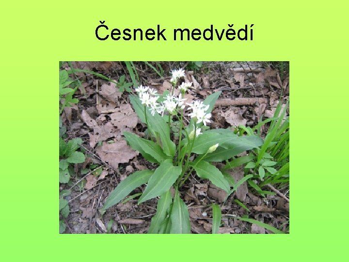 Česnek medvědí 