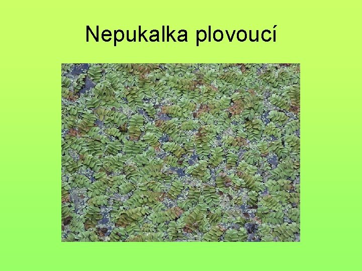 Nepukalka plovoucí 