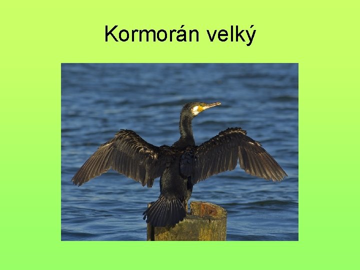 Kormorán velký 