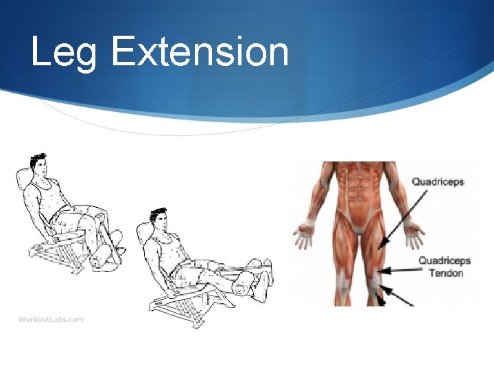 Leg Extension 