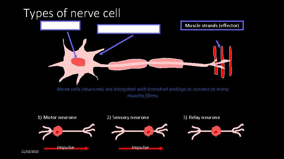 Types of nerve cell Nucleus Cell body Muscle strands (effector) Nerve cells (neurones) are