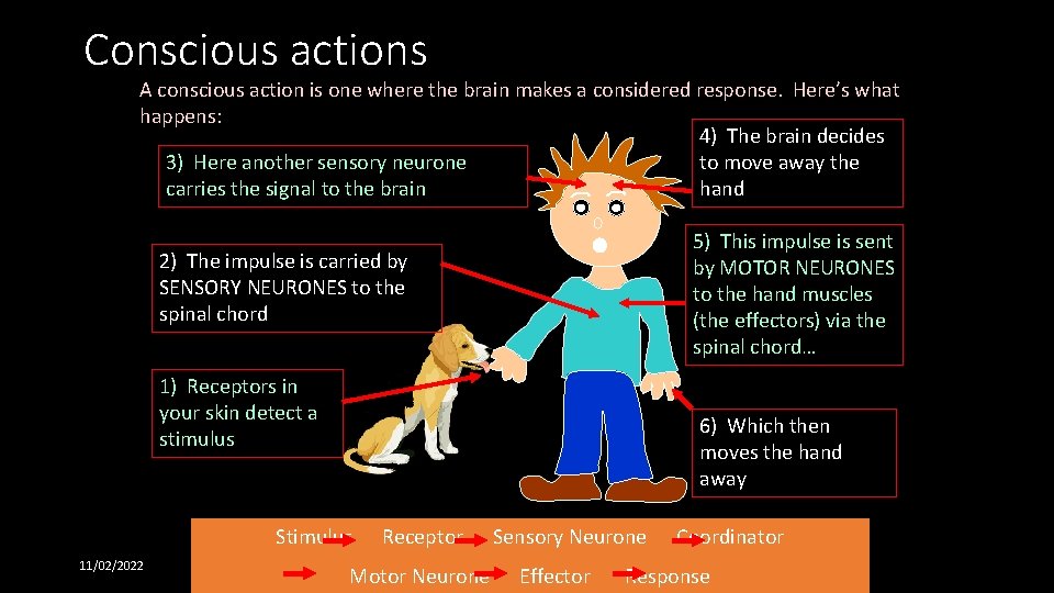 Conscious actions A conscious action is one where the brain makes a considered response.