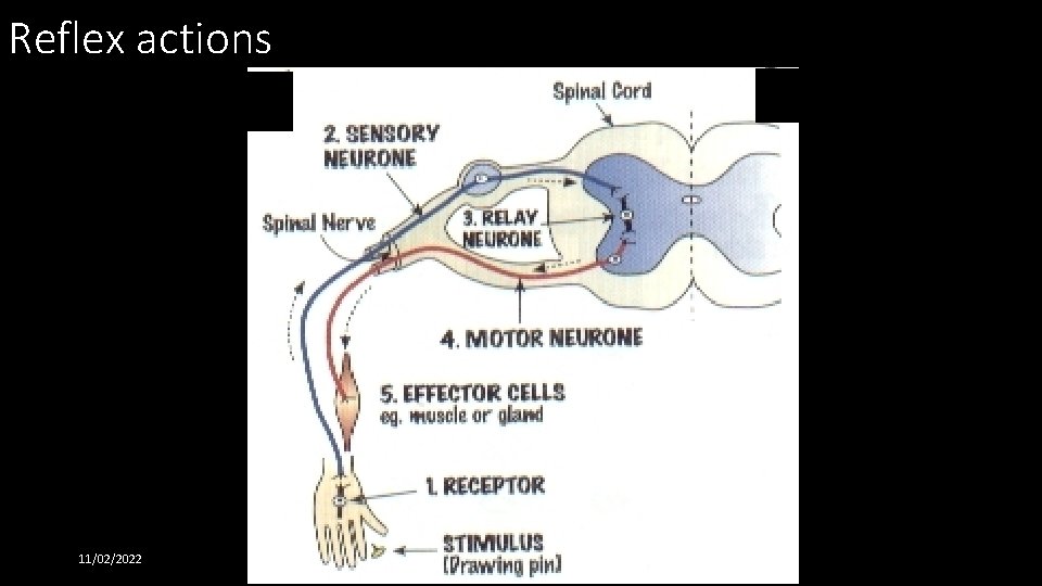 Reflex actions 11/02/2022 