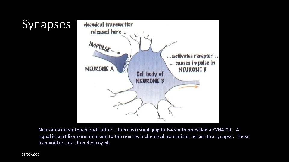 Synapses Neurones never touch each other – there is a small gap between them