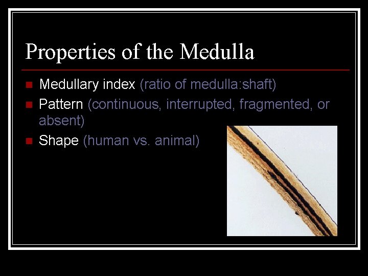Properties of the Medulla n n n Medullary index (ratio of medulla: shaft) Pattern