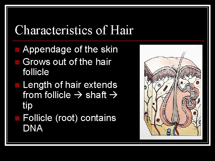 Characteristics of Hair Appendage of the skin n Grows out of the hair follicle