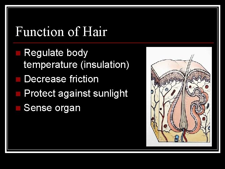 Function of Hair Regulate body temperature (insulation) n Decrease friction n Protect against sunlight