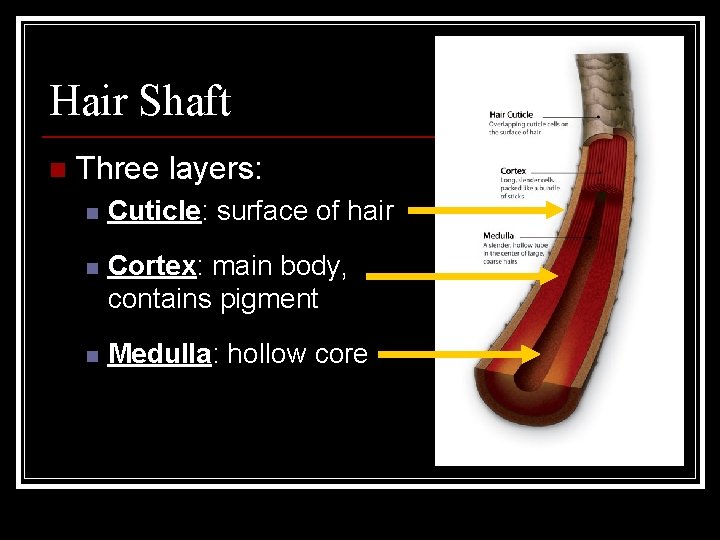 Hair Shaft n Three layers: n Cuticle: surface of hair n Cortex: main body,