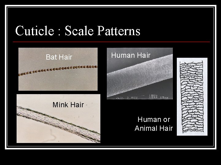Cuticle : Scale Patterns Bat Hair Human Hair Mink Hair Human or Animal Hair