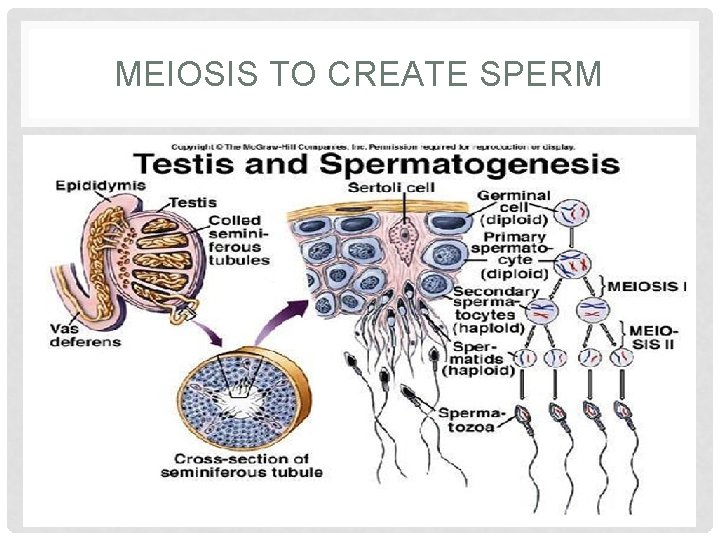 MEIOSIS TO CREATE SPERM 