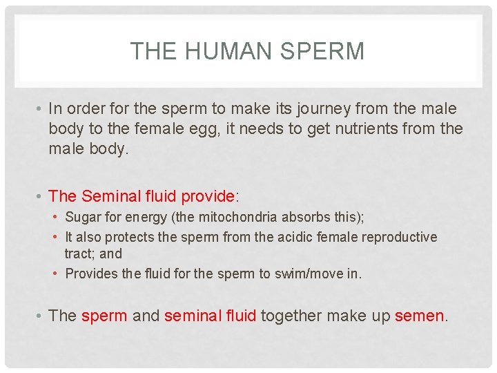 THE HUMAN SPERM • In order for the sperm to make its journey from