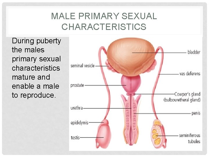 MALE PRIMARY SEXUAL CHARACTERISTICS During puberty the males primary sexual characteristics mature and enable