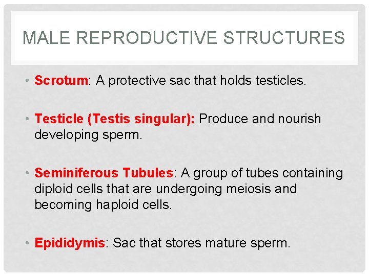 MALE REPRODUCTIVE STRUCTURES • Scrotum: A protective sac that holds testicles. • Testicle (Testis